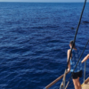 Group of people watching Pilot whales from a Catamaran in Tenerife