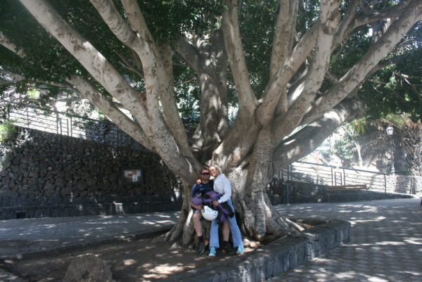Large tree with people in Masca Village