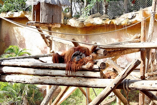 orangutan